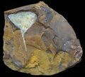 Fossil Ginkgo Leaf From North Dakota - Paleocene #58970-1